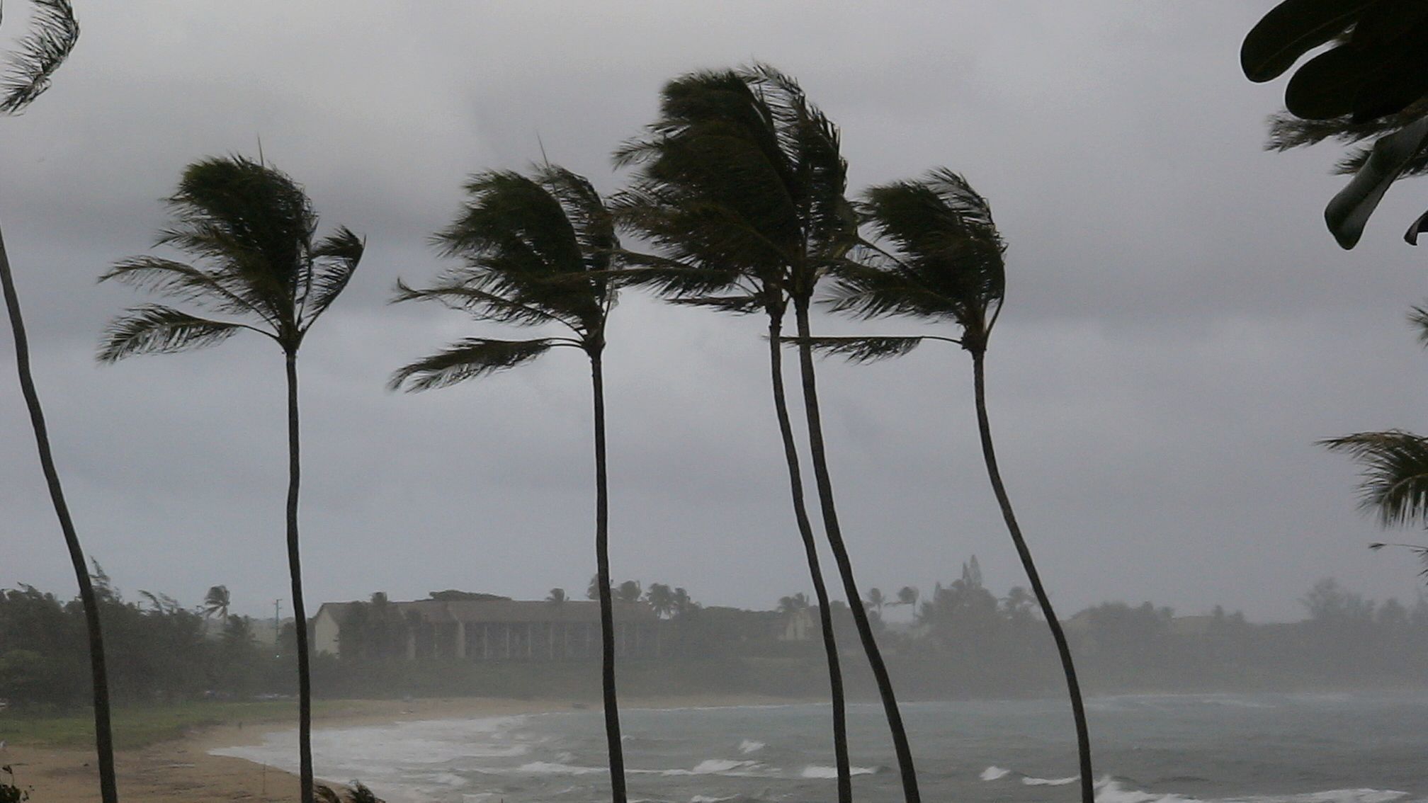 A photo of tall palm trees being buffeted by hurricane winds.