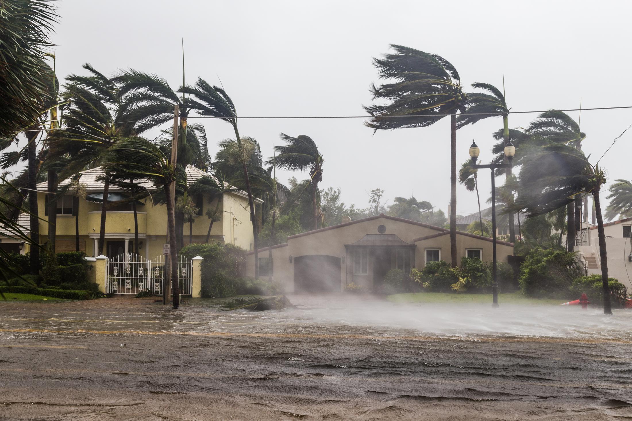 A photo outside a home where all the palm trees are being buffeted by the hurricane winds.